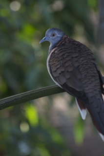 98 83h. Jeremy C photo - Cairns, Australia, casino ZOOm - bird