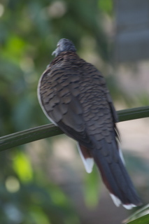 Jeremy C photo - Cairns, Australia, casino ZOOm - bird