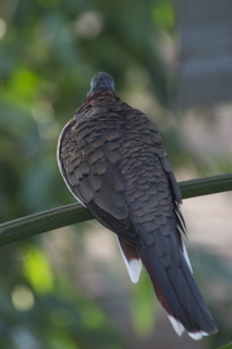 100 83h. Jeremy C photo - Cairns, Australia, casino ZOOm - bird