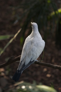 101 83h. Jeremy C photo - Cairns, Australia, casino ZOOm - bird