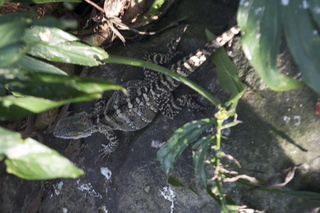 102 83h. Jeremy C photo - Cairns, Australia, casino ZOOm - lizard