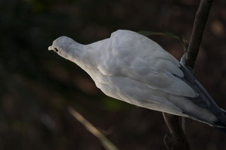 Jeremy C photo - Cairns, Australia, casino ZOOm - bird