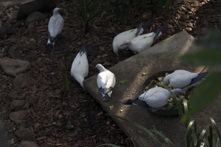 104 83h. Jeremy C photo - Cairns, Australia, casino ZOOm - birds