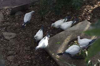 105 83h. Jeremy C photo - Cairns, Australia, casino ZOOm - birds