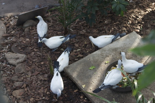 106 83h. Jeremy C photo - Cairns, Australia, casino ZOOm - birds