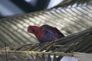 107 83h. Jeremy C photo - Cairns, Australia, casino ZOOm - bird