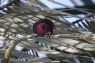 109 83h. Jeremy C photo - Cairns, Australia, casino ZOOm - bird