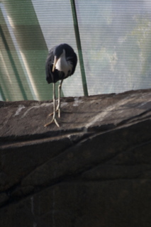 110 83h. Jeremy C photo - Cairns, Australia, casino ZOOm - bird