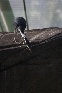 111 83h. Jeremy C photo - Cairns, Australia, casino ZOOm - bird