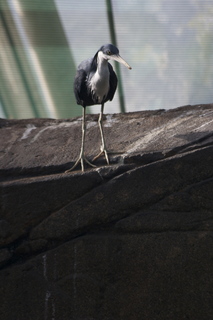 112 83h. Jeremy C photo - Cairns, Australia, casino ZOOm - bird