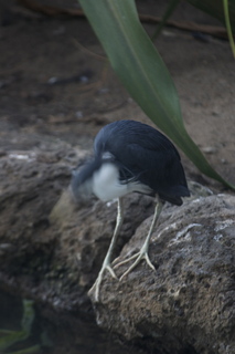 113 83h. Jeremy C photo - Cairns, Australia, casino ZOOm - bird