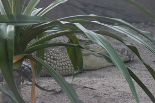 114 83h. Jeremy C photo - Cairns, Australia, casino ZOOm - crocodile