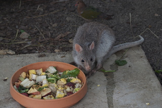 115 83h. Jeremy C photo - Cairns, Australia, casino ZOOm - kangaroo-like rodent