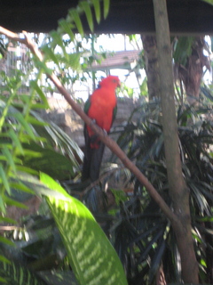 124 83h. Jeremy C photo - Cairns, Australia, casino ZOOm - bird