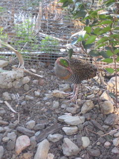 125 83h. Jeremy C photo - Cairns, Australia, casino ZOOm - bird