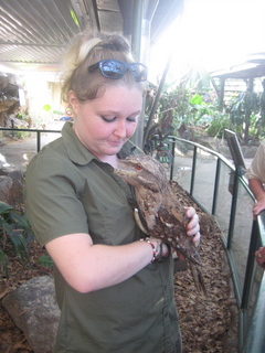 Jeremy C photo - Cairns, Australia, casino ZOOm - frogmouth feeding