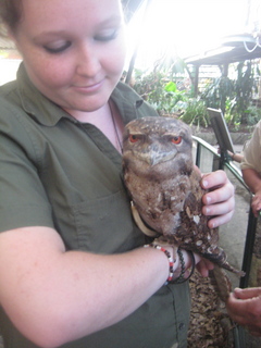 130 83h. Jeremy C photo - Cairns, Australia, casino ZOOm - frogmouth feeding