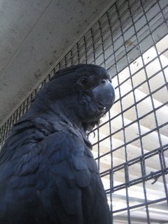 131 83h. Jeremy C photo - Cairns, Australia, casino ZOOm - black cockatoo