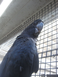 132 83h. Jeremy C photo - Cairns, Australia, casino ZOOm - black cockatoo