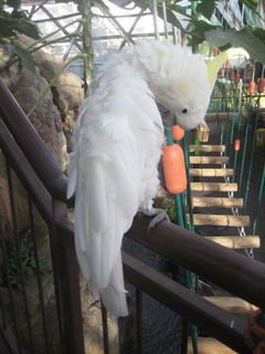 134 83h. Jeremy C photo - Cairns, Australia, casino ZOOm - white cockatoo