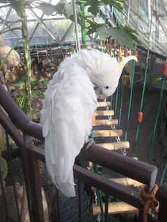 135 83h. Jeremy C photo - Cairns, Australia, casino ZOOm - white cockatoo