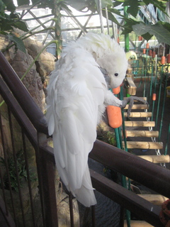 136 83h. Jeremy C photo - Cairns, Australia, casino ZOOm - white cockatoo