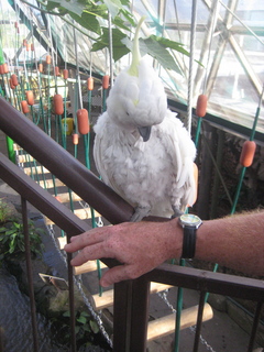 137 83h. Jeremy C photo - Cairns, Australia, casino ZOOm - white cockatoo and Adam's wrist (with Qaddafi watch)