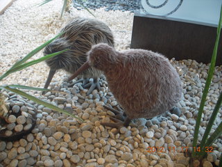 178 83h. kiwi models in Air New Zealand lounge