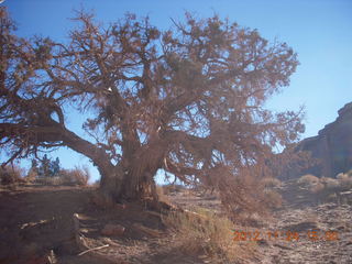 60 83q. Monument Valley tour - tree