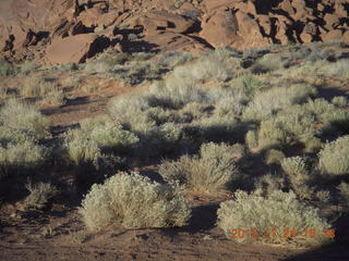 Monument Valley tour - shrubs