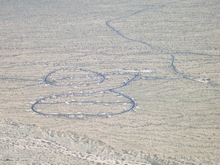 Sean G grapevine pictures