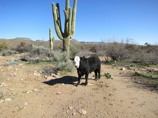 Sean G grapevine pictures - Bouquet Ranch - bull