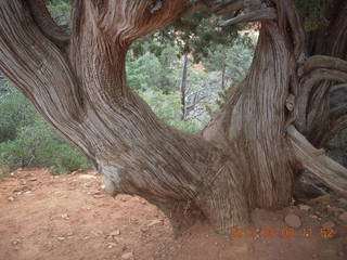 Sedona - Pink Jeep tour - cool tree