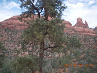 Sedona - Pink Jeep tour - cool tree