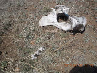 Double Circle Ranch at Eagle Creek run - bovine bones