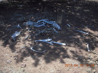 Double Circle Ranch at Eagle Creek - bovine bones