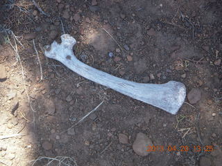Double Circle Ranch at Eagle Creek - bovine bone