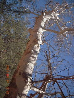 Double Circle Ranch at Eagle Creek - tree