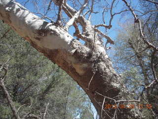 Double Circle Ranch at Eagle Creek - tree
