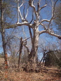 Double Circle Ranch at Eagle Creek - bovine bones