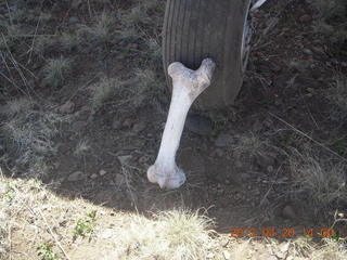 Double Circle Ranch at Eagle Creek - bovine bone