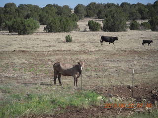 cows near Show Low