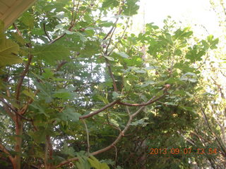 468 8d8. Betsy's trees
