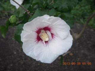 471 8d8. Betsy's flower