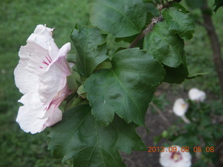 472 8d8. Betsy's flower