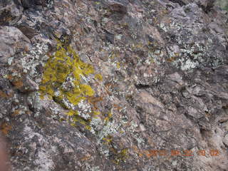 Elephant Mountain hike - lichens