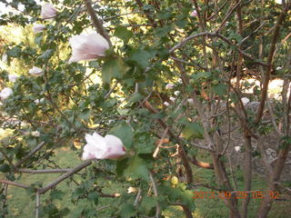 Philadelphia flowers