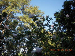 Philadelphia trees