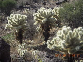 Brown's Ranch run - cholla cactus