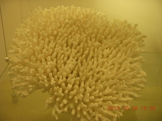 London Natural History Museum - coral